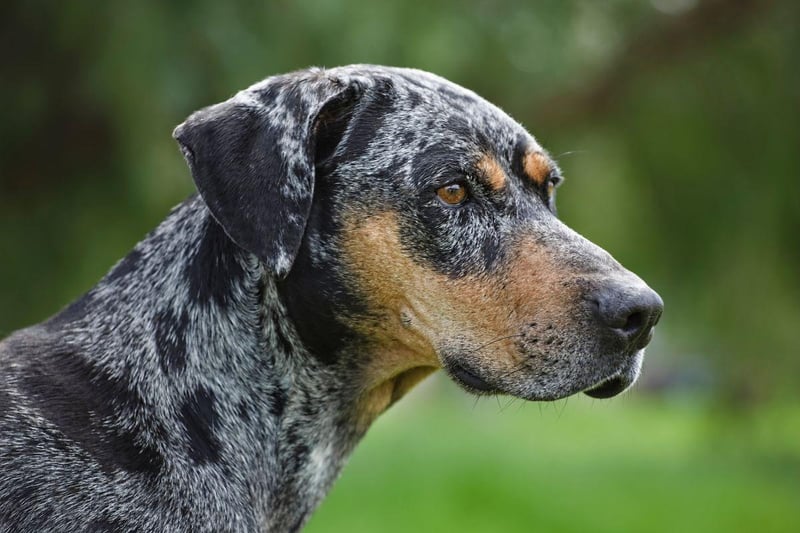 Named after the Louisiana Catahoula Parish area where it was first developed, the Catahoula Leopard Dog became the state dog of Louisiana in 1979.