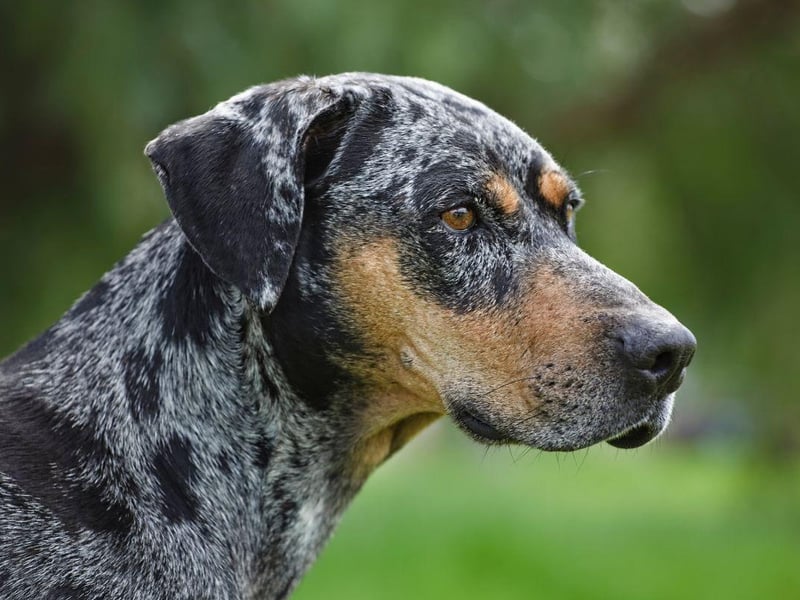 Named after the Louisiana Catahoula Parish area where it was first developed, the Catahoula Leopard Dog became the state dog of Louisiana in 1979.