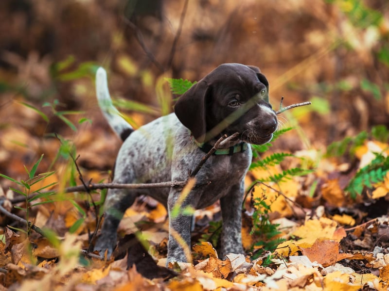 A hunting dog equally happy on land and in water, there were 2,596 new German Shorthaired Pointer pups registered in the UK last year.