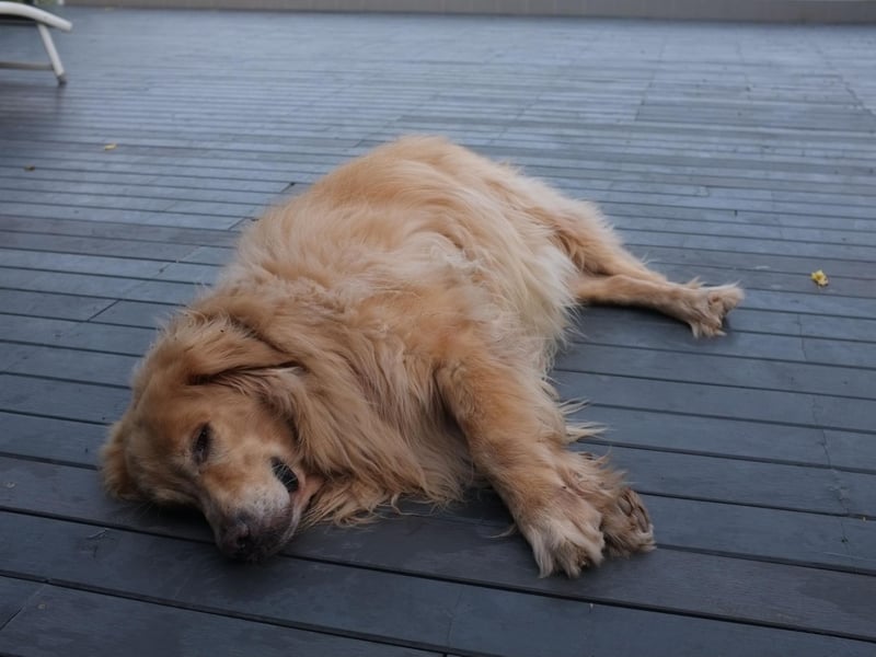 If your dog is used to eating bigger portions, it’s likely that extra bit of food will be missed when it’s reduced. The body soon adapts, however, and as we mentioned earlier, it’s the attention that comes with the feeding that can be more satisfying for your dog than the food itself.