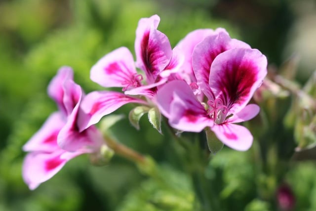Coming in a range of bright colours, Pelargoniums will flower multiple times in a year - just cut the blooms off when they wilt and more will arrive in their place. Move them somewhere free of frost over the winter and they'll be back year after year.