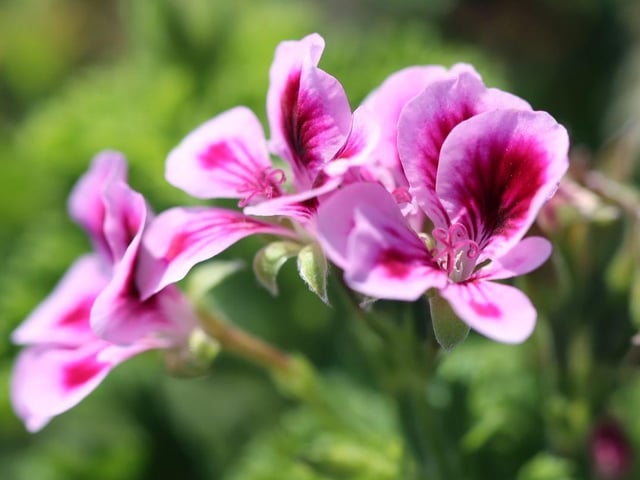 Coming in a range of bright colours, Pelargoniums will flower multiple times in a year - just cut the blooms off when they wilt and more will arrive in their place. Move them somewhere free of frost over the winter and they'll be back year after year.