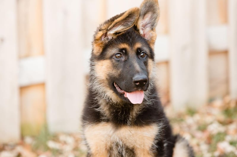 German Shepherds, also known as Alsatians, are the second most popular dog breed on TikTok, with the hashtag #germanshepherd gaining 9.1 billion views. This dog breed is favoured by police units around the world for its loyal and courageous temperament. With its wolf-like appearance, this breed is certainly striking.