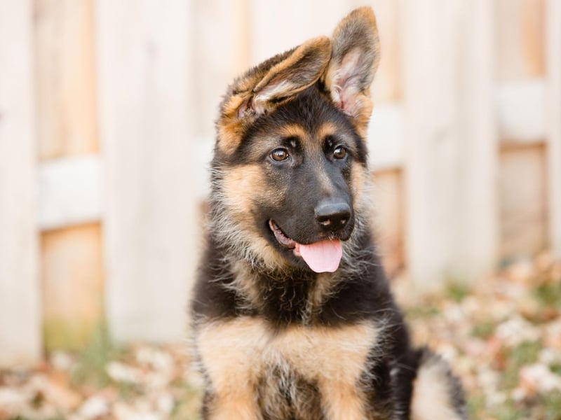 German Shepherds, also known as Alsatians, are the second most popular dog breed on TikTok, with the hashtag #germanshepherd gaining 9.1 billion views. This dog breed is favoured by police units around the world for its loyal and courageous temperament. With its wolf-like appearance, this breed is certainly striking.