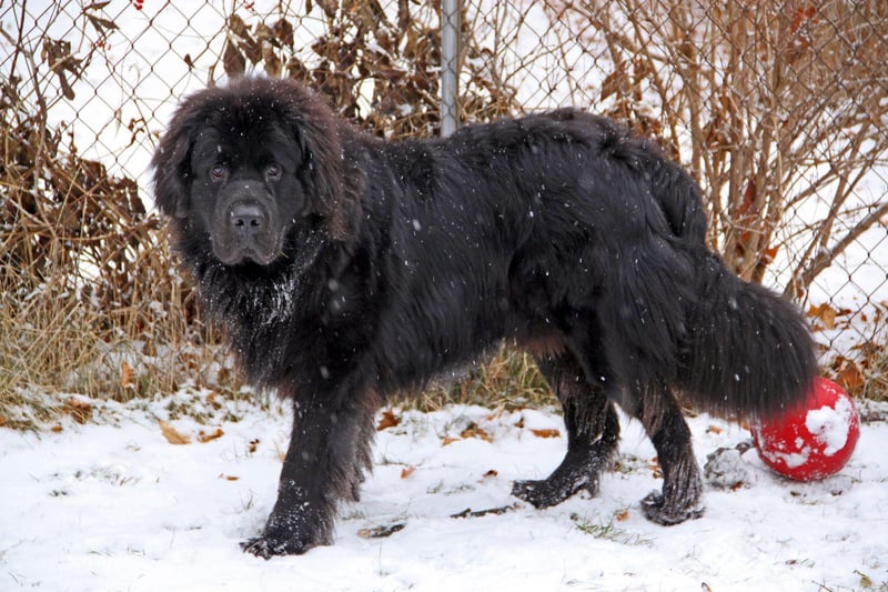 Newfoundlands may not shed any more than any of the other dogs on this list, but their sheer size means it seems like they do, covering their home in thick black hair.
