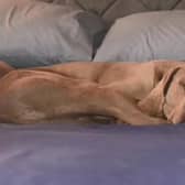 Bailey was in the care of the Scottish SPCA for two years.