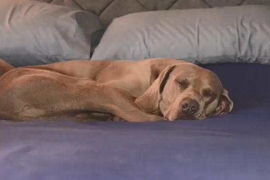 Bailey was in the care of the Scottish SPCA for two years.