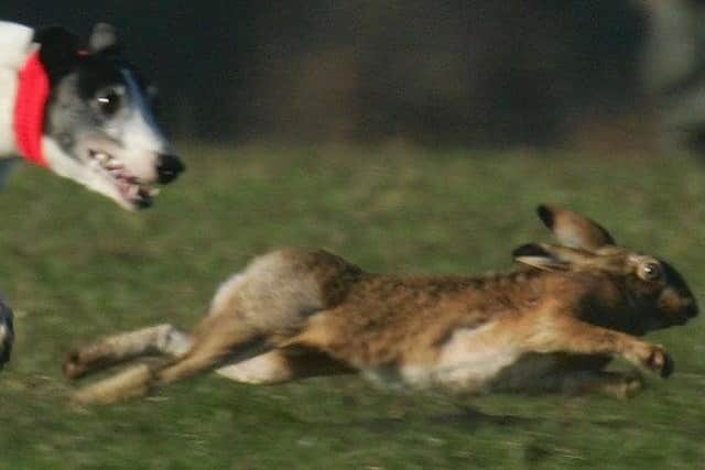 Police are appealing for information after a number of men were seen in the Dipple area with two large greyhound-type dogs sometime between 7pm and 8pm on Thursday April 30.