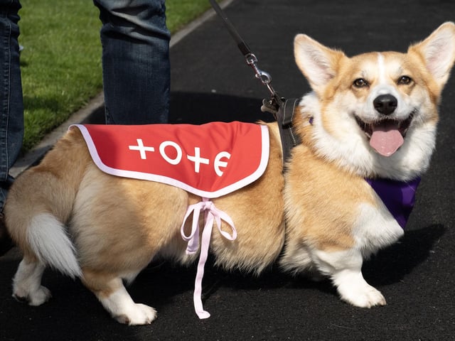 Winner of the Corgi Derby is Rodney at Musselburgh Racecourse