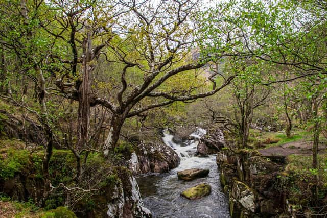 The country's Celtic rainforests, found on the west coast, are just as significant and even less common than their better-known tropical counterparts. The woodlands host some of the world’s rarest plants and fungi -- including species unique to Scotland. Picture: Andy Robinson