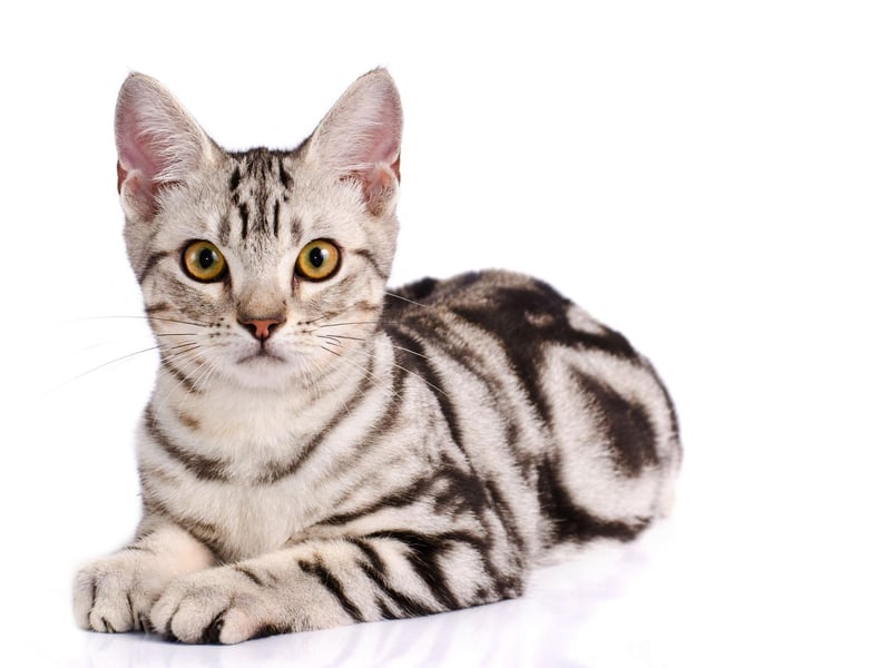 The American Shorthair breed have sparkling personalities, while they are also very calm, which enables them to learn very easily.