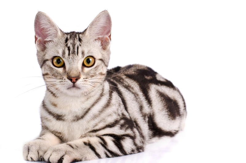 The American Shorthair breed have sparkling personalities, while they are also very calm, which enables them to learn very easily.