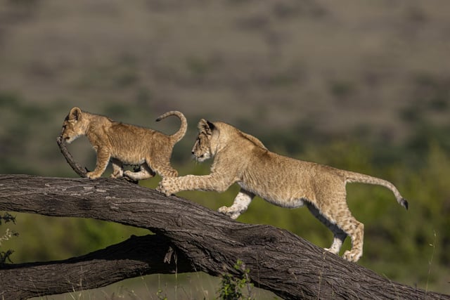 Two young lions playfight on a fallen acacia in Olare Conservancy, Kenya.