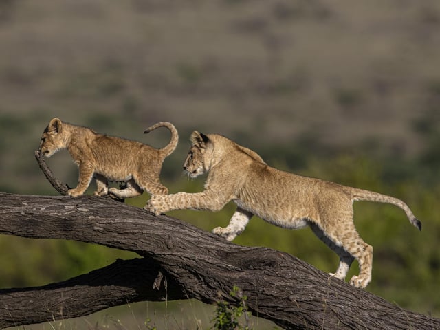 Two young lions playfight on a fallen acacia in Olare Conservancy, Kenya.