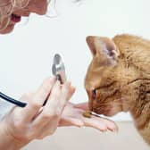 These are 10 breeds of beautiful cat most likely to have a pre-existing condition. Cr: Getty Images/Canva Pro