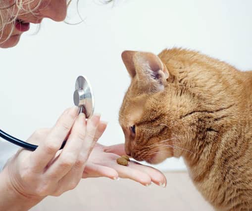 These are 10 breeds of beautiful cat most likely to have a pre-existing condition. Cr: Getty Images/Canva Pro