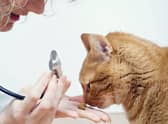 These are 10 breeds of beautiful cat most likely to have a pre-existing condition. Cr: Getty Images/Canva Pro