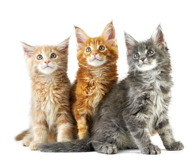 10 breeds of cat most likely to have a pre-existing condition. Cr: Getty Images/Canva Pro