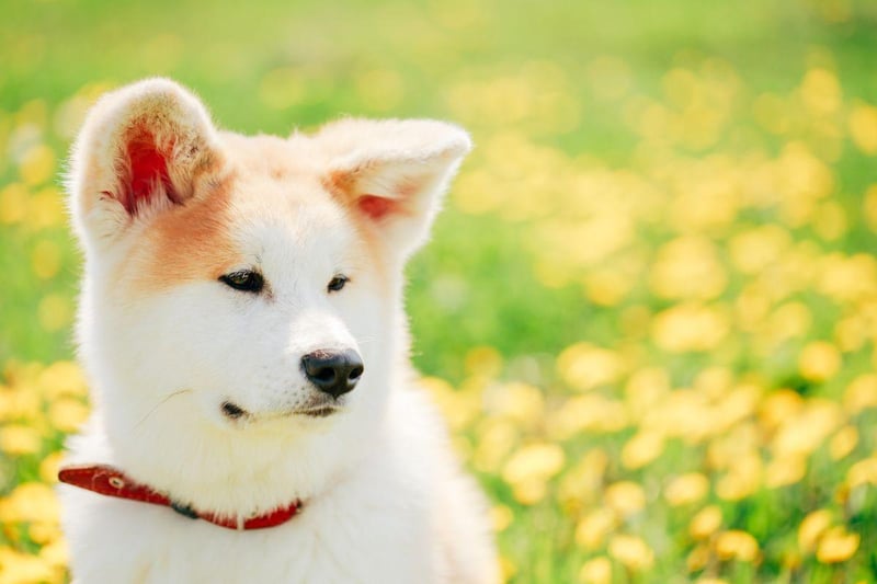 The Akita is essentially Japan's equivalent of the German Shepherd - commonly used as police and guard dogs. Again, it's important to make sure its natural aggression is put to good use.