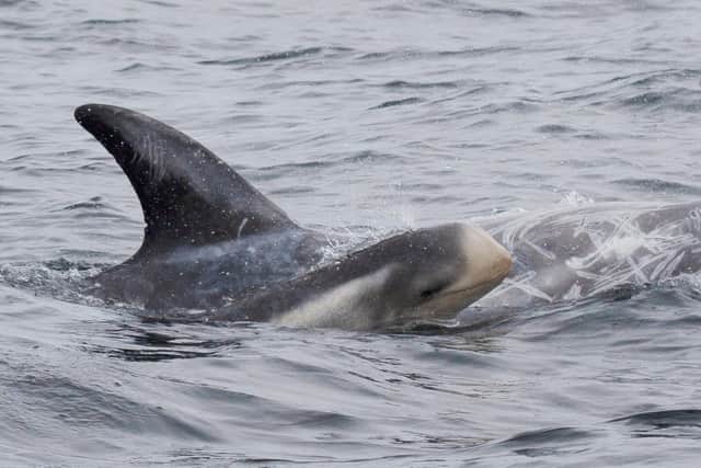 This baby Risso’s dolphin was snapped alongside its mother in Scottish waters