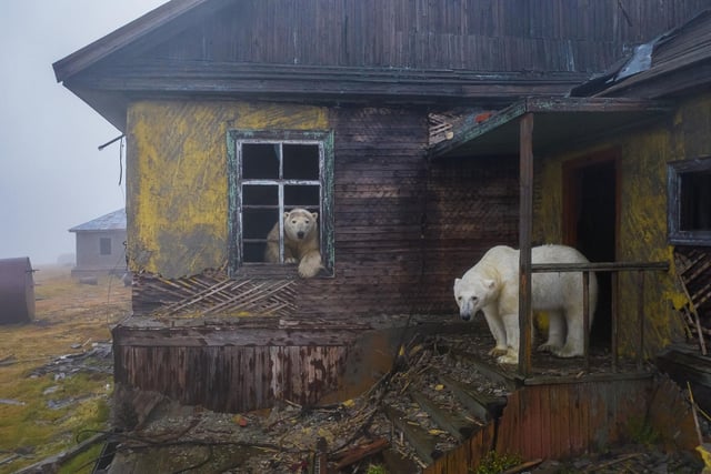 House of bears by Dmitry Kokh, winner of the Urban Wildlife category at the Wildlife Photographer of the Year competition. Dr Doug Gurr, director of the Natural History Museum said: “Wildlife photographers offer us unforgettable glimpses into the lives of wild species, sharing unseen details, fascinating behaviours and frontline reporting on the climate and biodiversity crises.