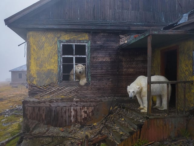 House of bears by Dmitry Kokh, winner of the Urban Wildlife category at the Wildlife Photographer of the Year competition. Dr Doug Gurr, director of the Natural History Museum said: “Wildlife photographers offer us unforgettable glimpses into the lives of wild species, sharing unseen details, fascinating behaviours and frontline reporting on the climate and biodiversity crises.