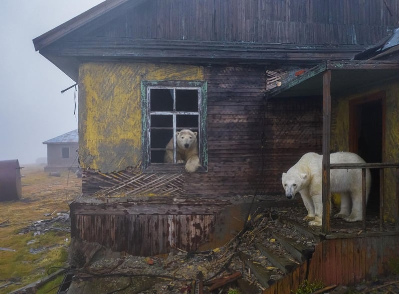 House of bears by Dmitry Kokh, winner of the Urban Wildlife category at the Wildlife Photographer of the Year competition. Dr Doug Gurr, director of the Natural History Museum said: “Wildlife photographers offer us unforgettable glimpses into the lives of wild species, sharing unseen details, fascinating behaviours and frontline reporting on the climate and biodiversity crises.