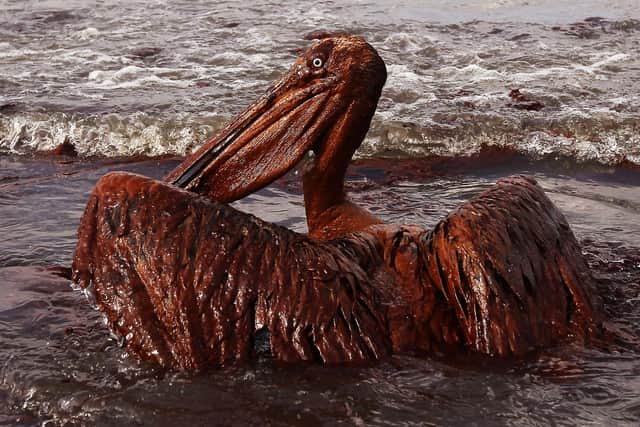 A pelican coated in heavy oil from the Deepwater Horizon disaster struggles in the surf on East Grand Terre Island, Louisiana (Picture: Win McNamee/Getty Images)