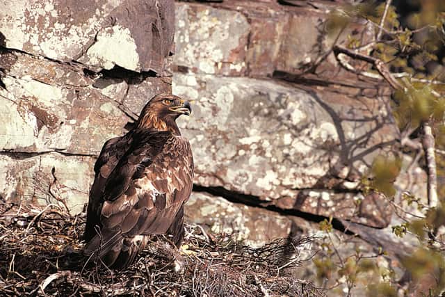 Golden eagles, Scotland second-largest bird of prey and the country's national bird, have successfully hatched chicks in Orkney for the first time in nearly 40 years