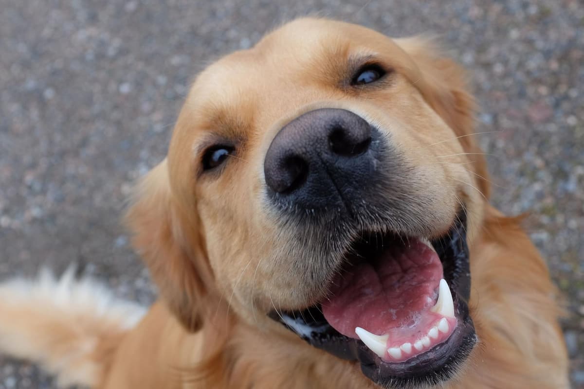 Here are 10 fun and fascinating dog facts about adorable Golden Retrievers