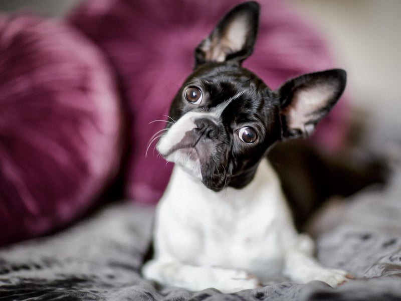 The Boston Terrier has quite a broad size range, weighing from 4.4-11 kg. They are dogs that enjoy plenty of indoor time and will happily laze around their home for most of the day.