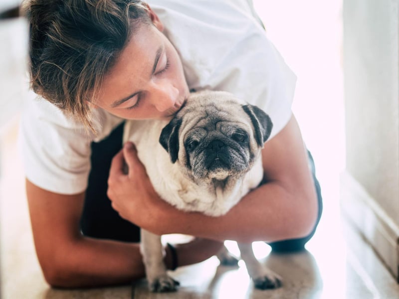 Pugs are of the most friendly dog breeds you can fing, with a sweet nature perfect for young dog owners. They can live in any size of home, enjoy lounging around the house, but also love being out-and-about.