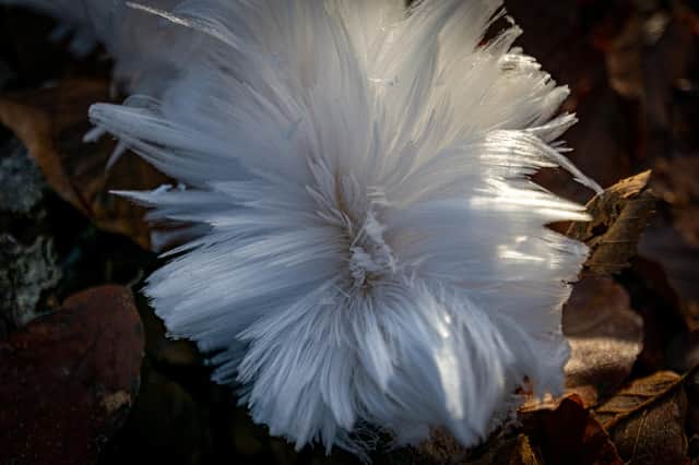 Amateur photographer Harley Mathieson, 51, was delighted to catch a glimpse of silky hair-like ice, at Calderglen country park, in East Kilbride, South Lanarkshire (Photo: Harley Mathieson).
