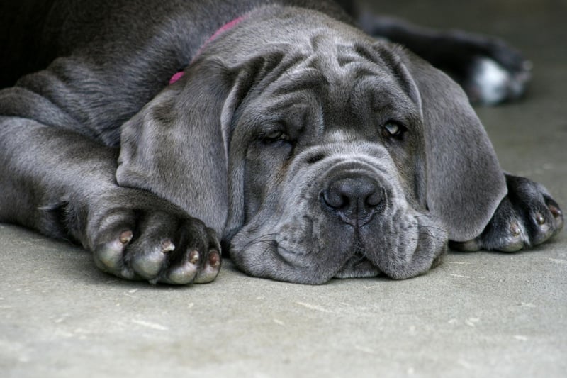 Weighing in at up to 70kg, Neopolitan Mastiffs are Italian gentle giants that are known for loving their families unconditionally, but can be wary of strangers.