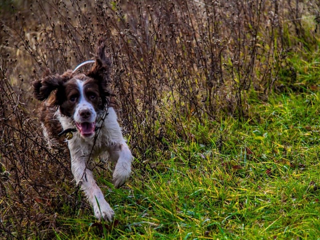 The athletic Springer Spaniel needs plenty of space both indoors and outdoors to run around, so will likely cause damage by dashing around smaller flats. They also shed lots of hair all year round which can be an issue in a confined space.