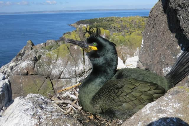 European shags on the Isle of May in the firth of Forth have been bucking declines seen in many other seabird species, thought to be down to their more diverse eating habits. Picture: Mark Newell