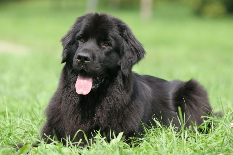 With a gentle and easy-going demeanor, the huge and cuddly Newfoundland is a calming breed that can bring comfort in any number of stressful situations.