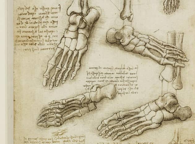 Leonardo Da Vinci's anatomical drawings show the connection between art and science