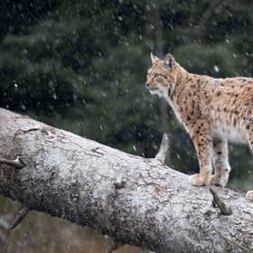 Police Scotland investigating a possible sighting of lynx in woodland 
