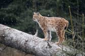 Police Scotland investigating a possible sighting of lynx in woodland 