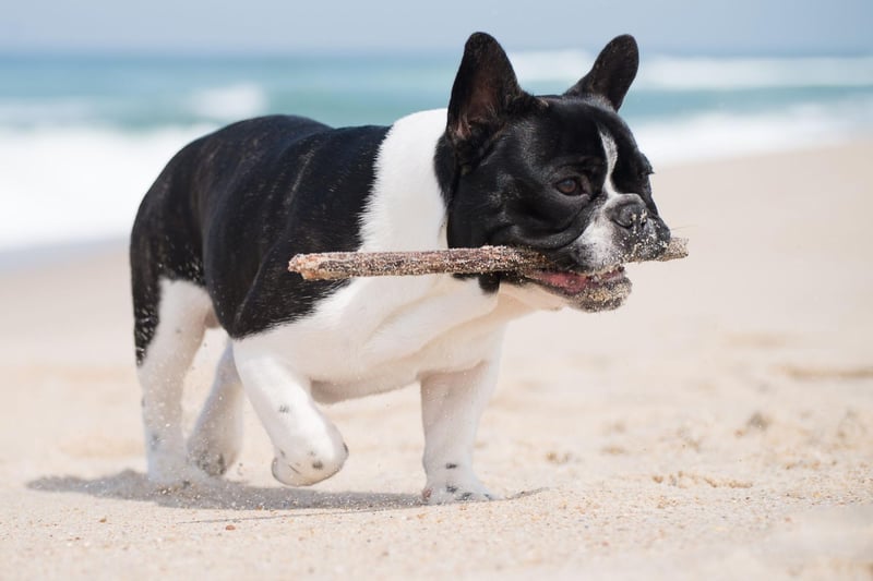 The reason that the French Bulldog is a small breed is that more diminutive dogs were considered unfashionable in England, so British breeders exported the tinest pups across the Channel.