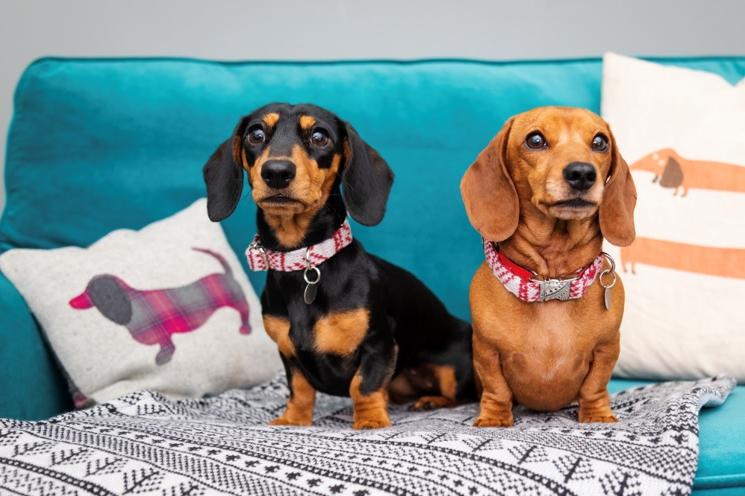 Luxury dog accessories business eyes new markets and products