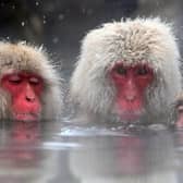 Snow monkeys are native to Japan where they famously enjoy bathing in hot springs (Picture: Koichi Kamoshida/Getty Images)
