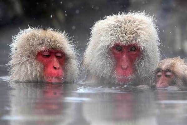 Snow monkeys are native to Japan where they famously enjoy bathing in hot springs (Picture: Koichi Kamoshida/Getty Images)