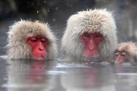Snow monkeys are native to Japan where they famously enjoy bathing in hot springs (Picture: Koichi Kamoshida/Getty Images)