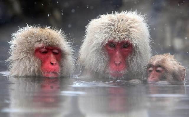 Snow monkeys are native to Japan where they famously enjoy bathing in hot springs (Picture: Koichi Kamoshida/Getty Images)