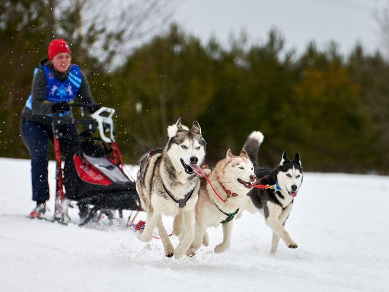 Another dog bred to carry out one particular task very well, Siberian Huskies are still used today by adventurers to pull sleds of supplies for miles over inhospitable frozen tundra.