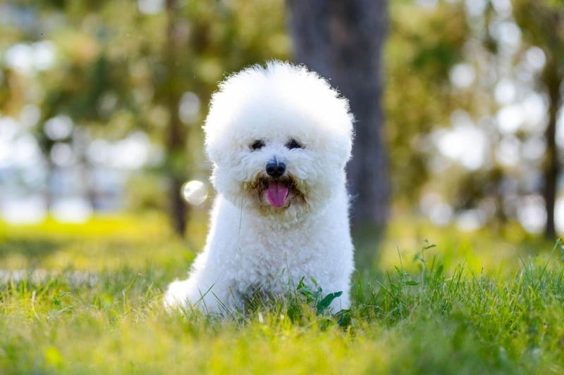 Historically the Bichon Frise was accustomed to being pampered by French royalty, so it perhaps makes sense that they are well-known for their cheery disposition. With a broad smile and adorable fluffy coat, they tend to make their human families happy too.