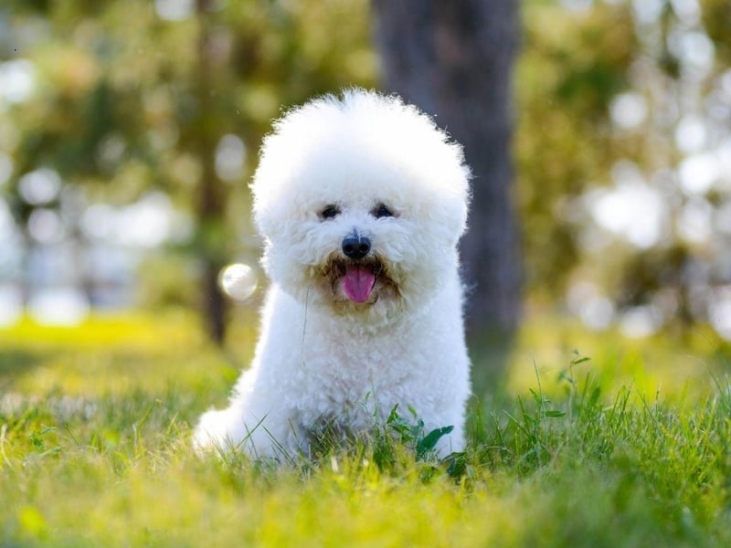 Historically the Bichon Frise was accustomed to being pampered by French royalty, so it perhaps makes sense that they are well-known for their cheery disposition. With a broad smile and adorable fluffy coat, they tend to make their human families happy too.
