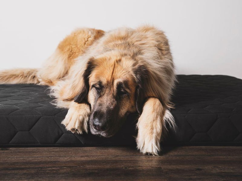 Leonbergers, large shaggy dogs with a gentle nature, make great pets but are less than ideal to nap with and are third on the list.